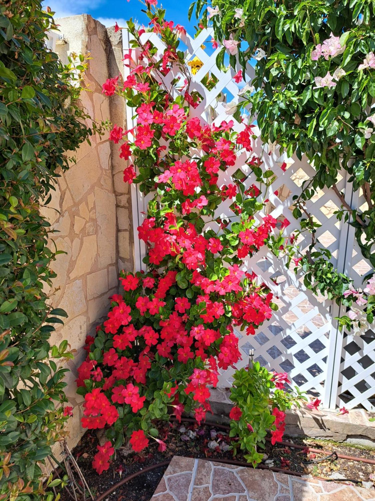 Villa Mariamar Албуфейра Екстериор снимка